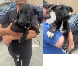Found/Stray Unknown Dog last seen Near block of Crenshaw Blvd, Hawthorne, CA 90250