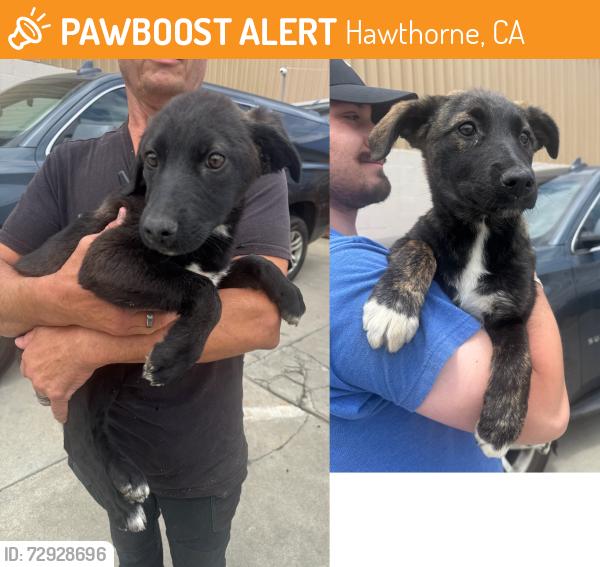Found/Stray Unknown Dog last seen Near block of Crenshaw Blvd, Hawthorne, CA 90250