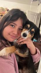 Lost Female Dog last seen Nort beach st, Haltom City, TX 76117