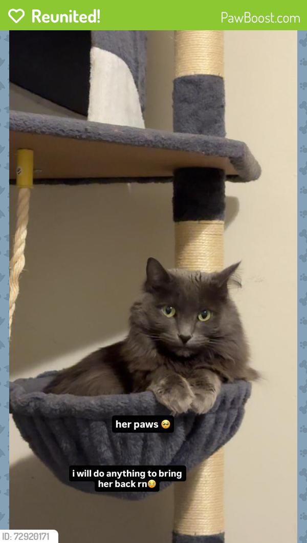 Reunited Female Cat last seen Western and Rosemont Ave near the alley, Chicago, IL 60659