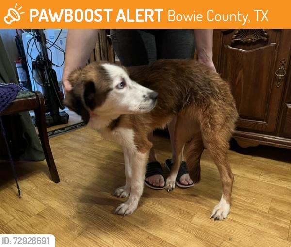 Found/Stray Female Dog last seen Near US-59, Texarkana, TX 75501., Bowie County, TX 75501