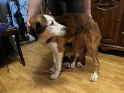 Found/Stray Female Dog last seen Near US-59, Texarkana, TX 75501., Bowie County, TX 75501