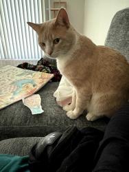 Reunited Male Cat last seen Near s 4000w, West Valley City, UT 84120
