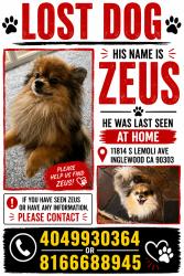 Lost Male Dog last seen Near Freeway, Inglewood, CA 90303