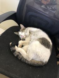 Lost Male Cat last seen SUPERIOR & SIMPSON Escondido 92029, Escondido, CA 92029