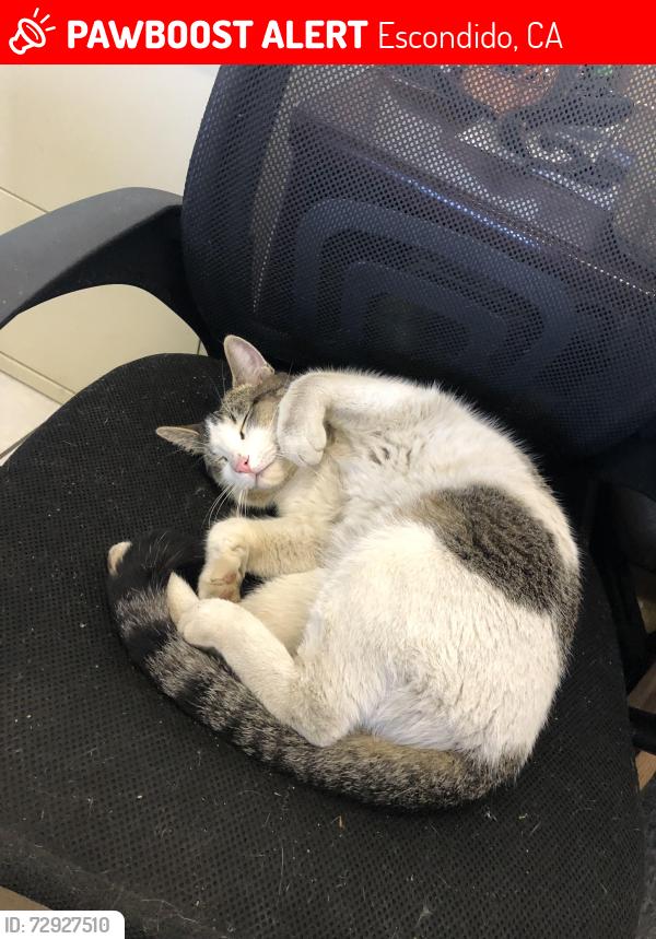 Lost Male Cat last seen SUPERIOR & SIMPSON Escondido 92029, Escondido, CA 92029