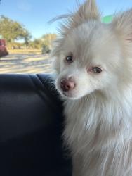 Lost Male Dog last seen Near Interstate 55 North Frontage road, Jackson, MS 39211