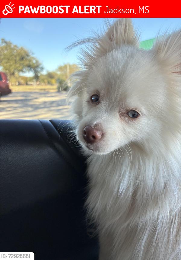 Lost Male Dog last seen Near Interstate 55 North Frontage road, Jackson, MS 39211