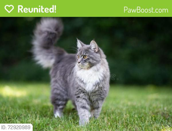 Reunited Unknown Cat last seen Totem pole park , New Brighton, MN 55112