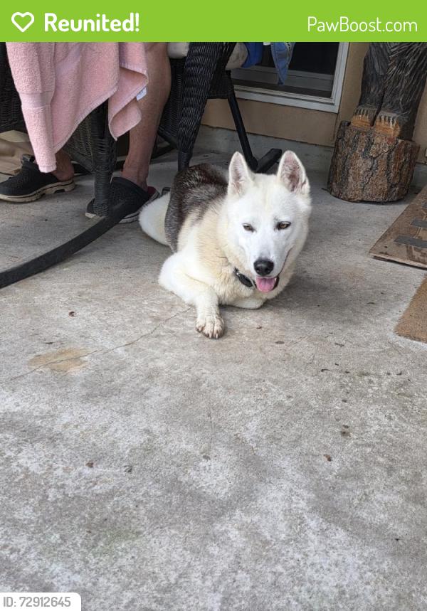 Reunited Unknown Dog last seen Decision Dr, Texas 77447, USA, Harris County, TX 77447