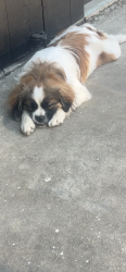 Lost Male Dog last seen E Alexander Ave, Merced, CA 95340