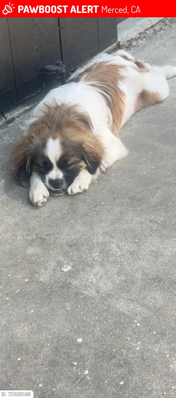 Lost Male Dog last seen E Alexander Ave, Merced, CA 95340