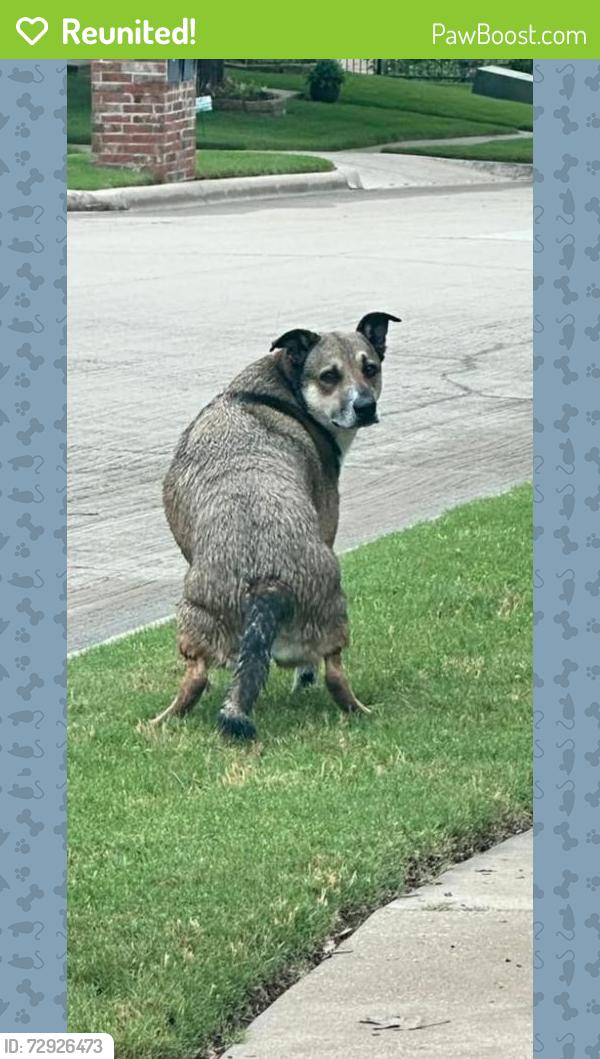 Reunited Male Dog last seen Woodland springs lane , Fort Worth, TX 76244