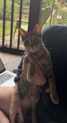 Reunited Female Cat last seen Arnsley and Magna Carta, Herndon, VA 20171