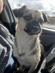 Found/Stray Female Dog last seen Palma Ceia Park, Hayward, CA 94545