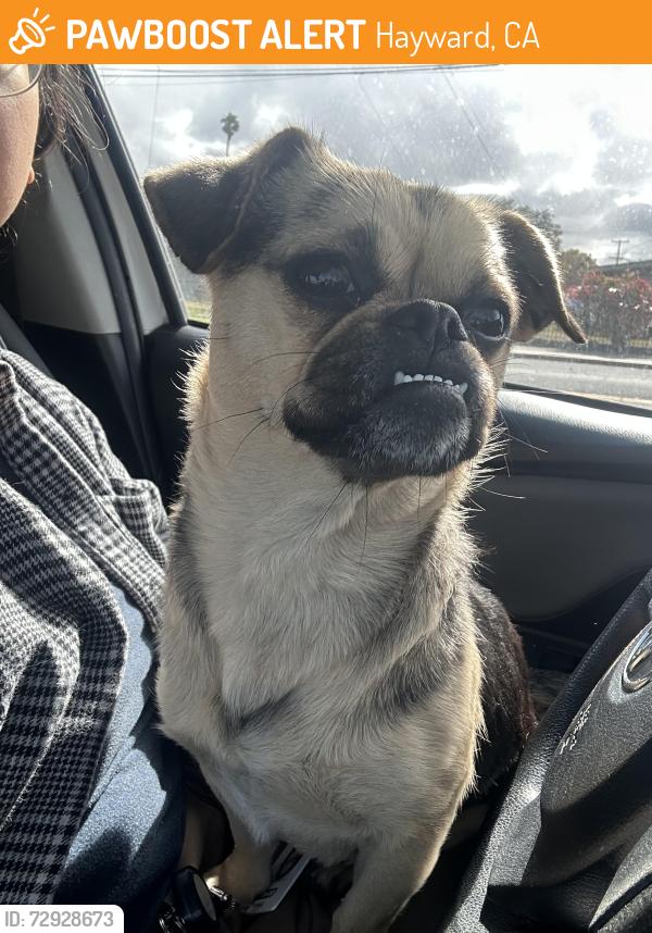 Found/Stray Female Dog last seen Palma Ceia Park, Hayward, CA 94545