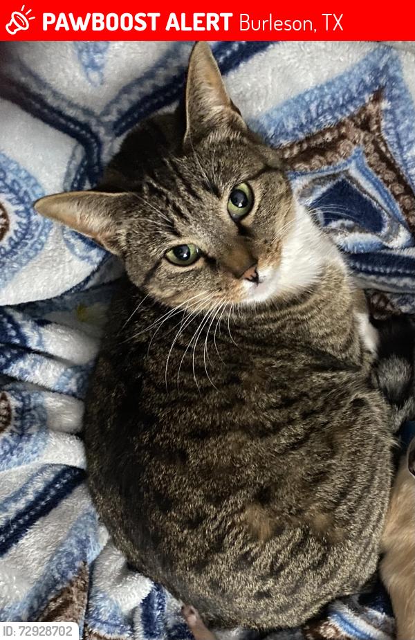 Lost Female Cat last seen Christopher & Georgia Ave. , Burleson, TX 76028