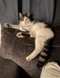 Lost Male Cat last seen Near 7th st nw , Largo, FL 33770