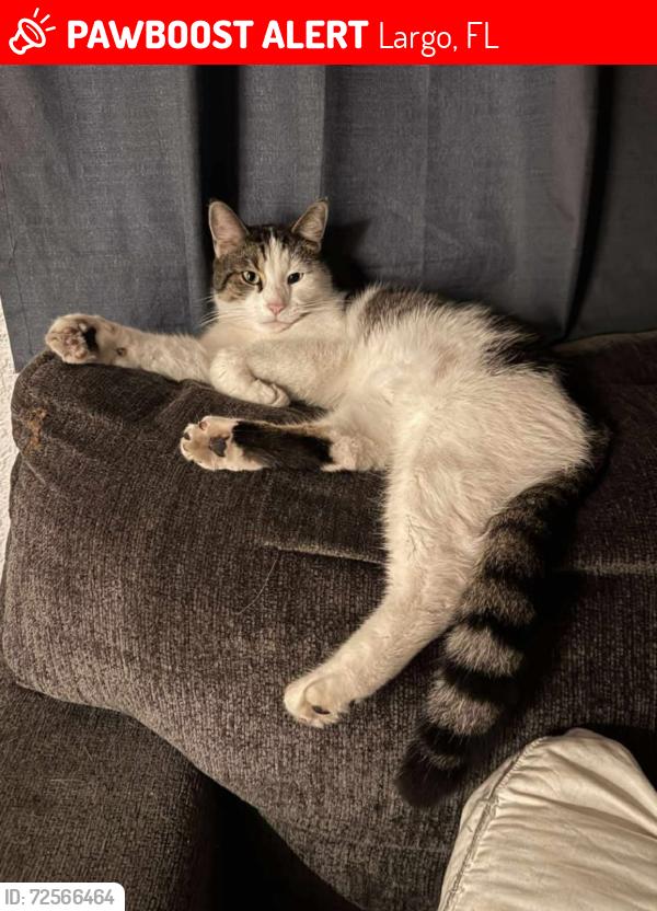 Lost Male Cat last seen Near 7th st nw , Largo, FL 33770
