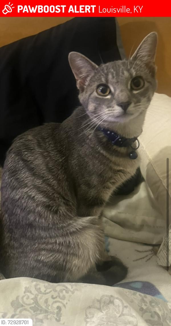 Lost Female Cat last seen Lincoln & Euchlid , Louisville, KY 40208