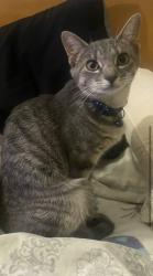 Lost Female Cat last seen Lincoln & Euchlid , Louisville, KY 40208