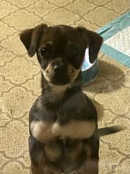 Found/Stray Female Dog last seen W Hermosa dr and Vance Jackson , San Antonio, TX 78213