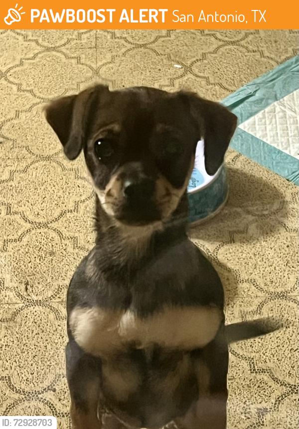Found/Stray Female Dog last seen W Hermosa dr and Vance Jackson , San Antonio, TX 78213
