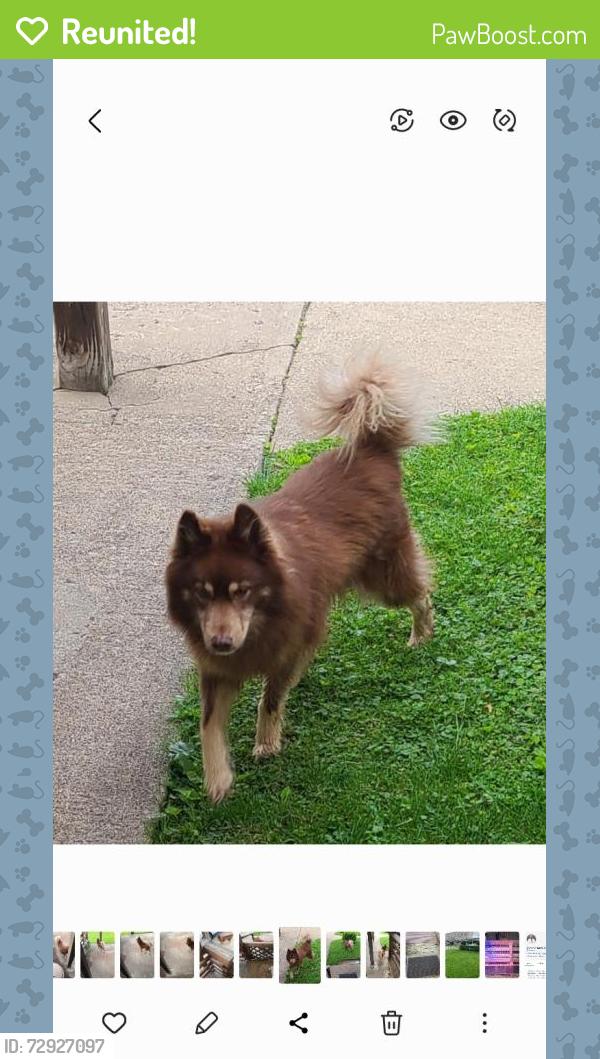 Reunited Male Dog last seen Hampton St, South Connellsville, PA 15425, USA, South Connellsville, PA 15425