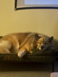 Reunited Female Dog last seen In Watkinsdale Ave neighborhood, Raleigh, NC 27613