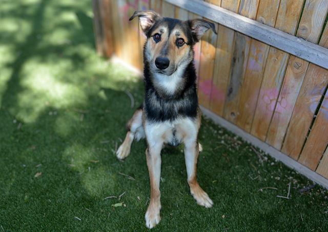 Shelter Stray Male Dog last seen Near BLOCK S 5600 W, WEST VALLEY CITY UT 84120, 4522 W 3500 S, West Valley City, UT 84120, USA