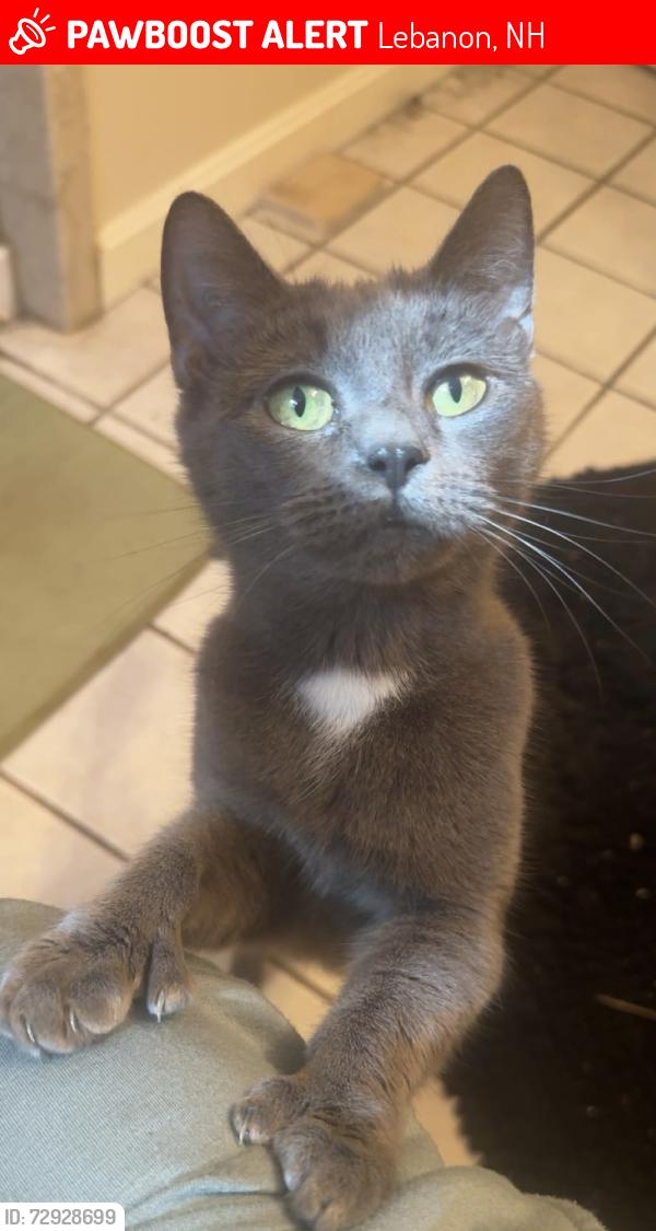 Lost Female Cat last seen Dulacs , Lebanon, NH 03766