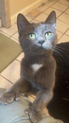 Lost Female Cat last seen Dulacs , Lebanon, NH 03766