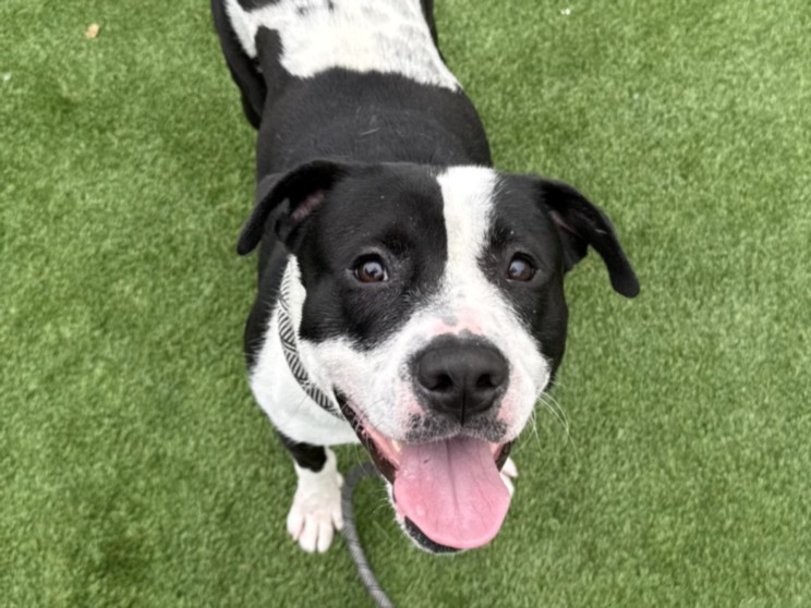 Shelter Stray Male Dog last seen , Los Angeles, CA 90031
