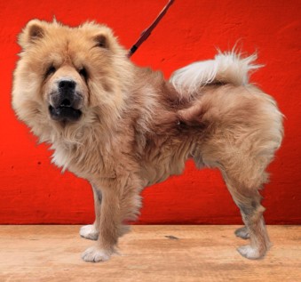 Shelter Stray Male Dog last seen , Los Angeles, CA 90031