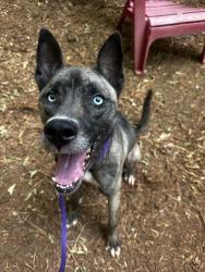 Shelter Stray Female Dog last seen CHARLOTTE, Charlotte, NC 28217