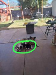 Reunited Female Dog last seen Near E McArthur Dr, Tempe, AZ 85288, USA, Tempe, AZ 85288