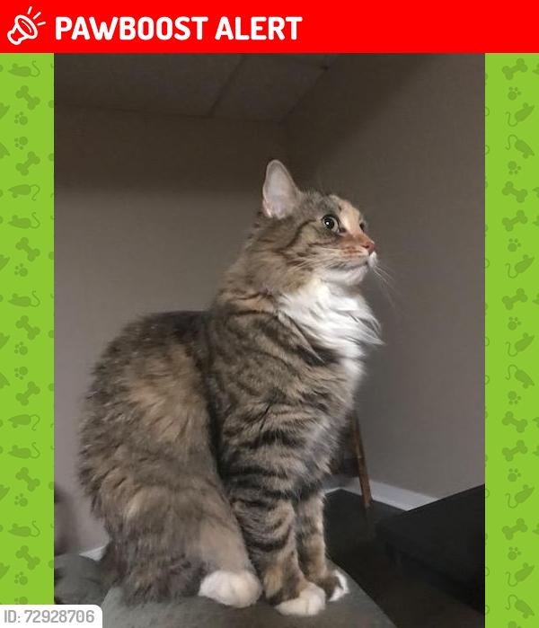 Lost Female Cat last seen Valley View Road - Venetia Road, Nottingham Township, PA 15330