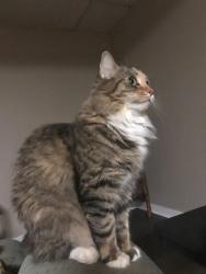 Lost Female Cat last seen Valley View Road - Venetia Road, Nottingham Township, PA 15330