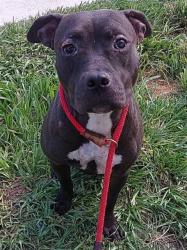 Shelter Stray Female Dog last seen Near BLOCK NW 13 ST, POMPANO BEACH FL 33069, Davie, FL 33312