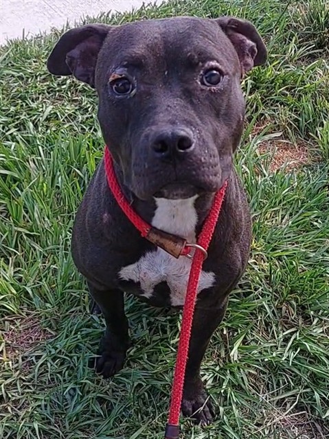 Shelter Stray Female Dog last seen Near BLOCK NW 13 ST, POMPANO BEACH FL 33069, Davie, FL 33312