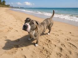 Shelter Stray Male Dog last seen Near BLOCK NW 203RD TER, Doral, FL 33122