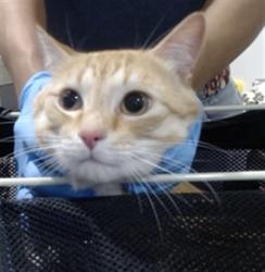 Shelter Stray Male Cat last seen GEARY/JONES, San Francisco, CA 94103