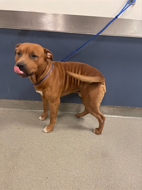 Shelter Stray Male Dog last seen Near BLOCK SW 142 AVE, Doral, FL 33122