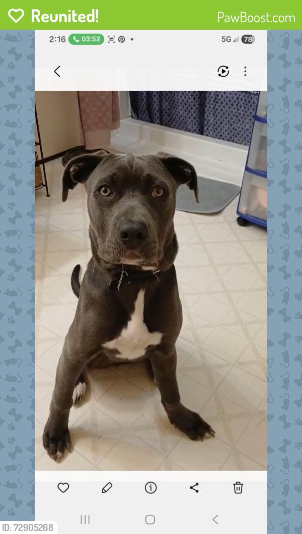 Reunited Female Dog last seen Debro rd/Shoeheel rd - old buellah rd, Johnston County, NC 27542