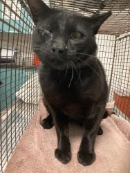 Shelter Stray Male Cat last seen Near BLK E HARDWICK ST, LONG BEACH, CA, 90807, Long Beach, CA 90815