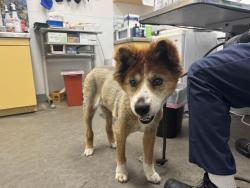 Shelter Stray Female Dog last seen , Los Angeles, CA 90047