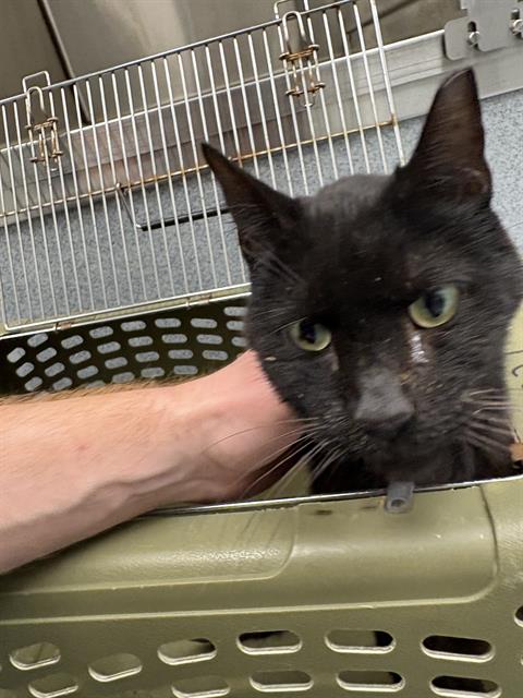 Shelter Stray Male Cat last seen Near , Indianapolis, IN 46221