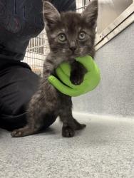 Shelter Stray Female Cat last seen Near , 2600 S Harding St, Indianapolis, IN 46221, USA