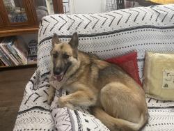 Reunited Female Dog last seen Alvernon & Ft. Lowell, Tucson, AZ 85712