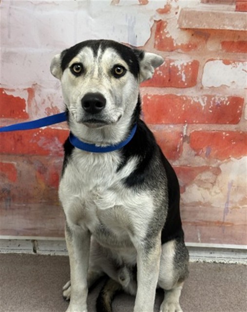 Shelter Stray Male Dog last seen Near BLOCK E HIGHLAND AVE, San Bernardino, CA 92401